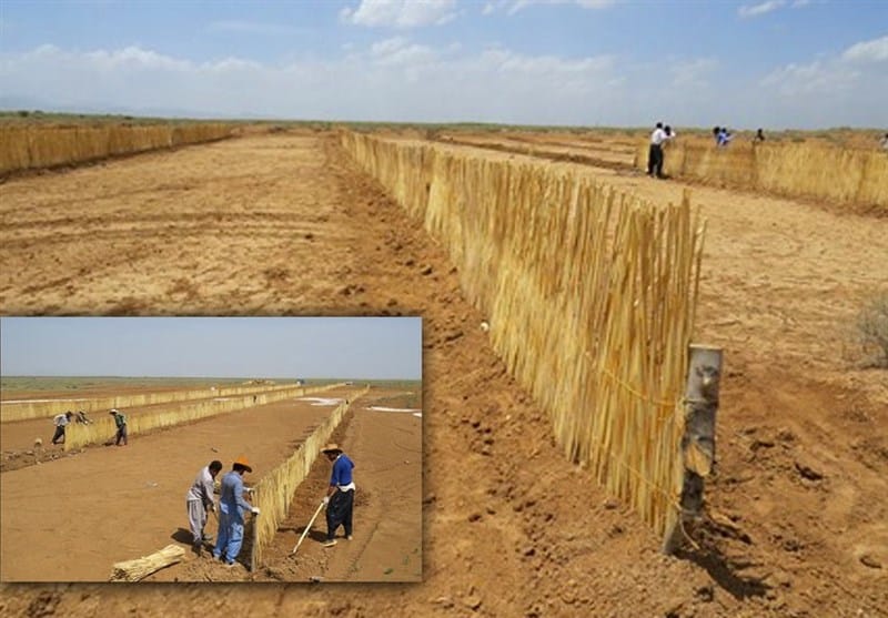 شکل 2 استفاده از بادشکن‌هایی چوبیی اجرا شده در ۴۰ هکتار از اراضیی کوییر مییقان